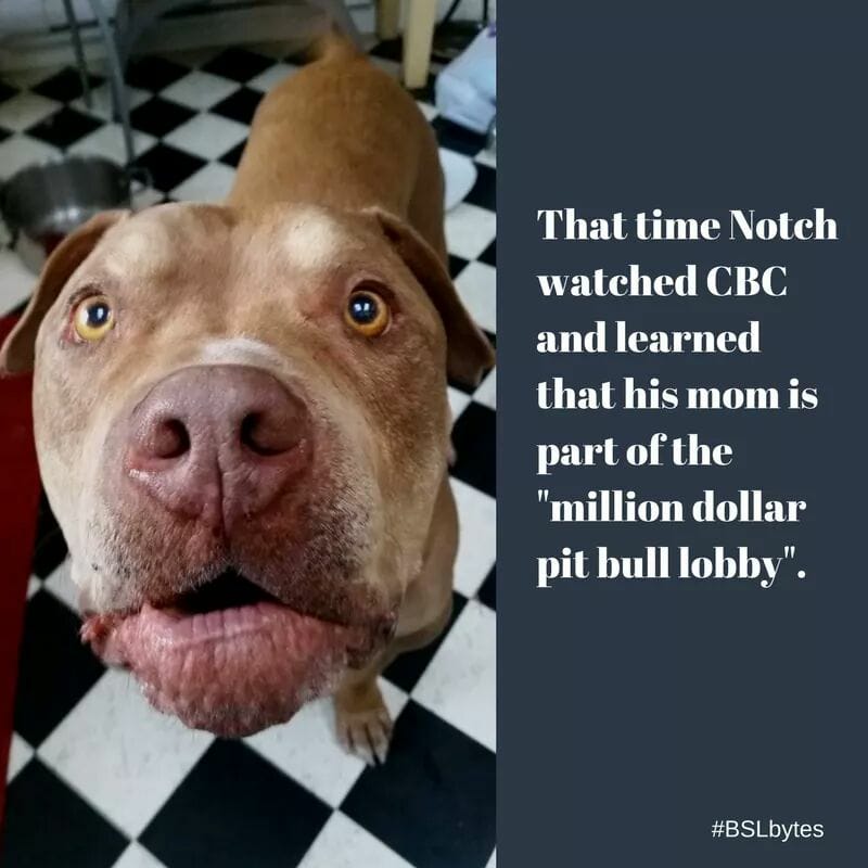 #BSLbytes #135: The "pit bull lobby"
