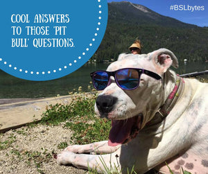 #BSLbytes #140: Cool answers to those "pit bull" questions